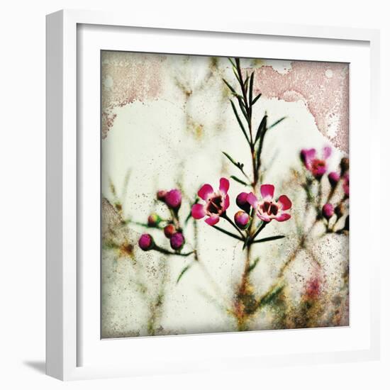 Wax Flower IV-James Guilliam-Framed Giclee Print