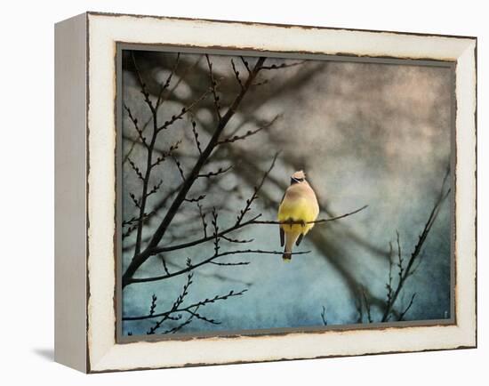 Waxwing at Winter Sunset-Jai Johnson-Framed Premier Image Canvas