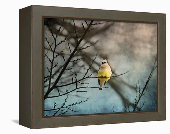 Waxwing at Winter Sunset-Jai Johnson-Framed Premier Image Canvas