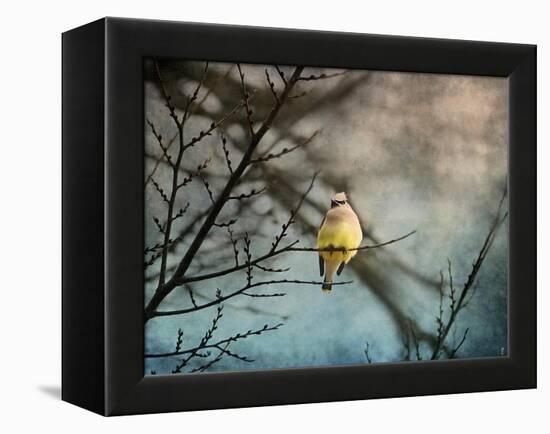 Waxwing at Winter Sunset-Jai Johnson-Framed Premier Image Canvas