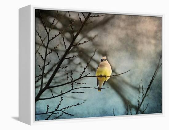 Waxwing at Winter Sunset-Jai Johnson-Framed Premier Image Canvas