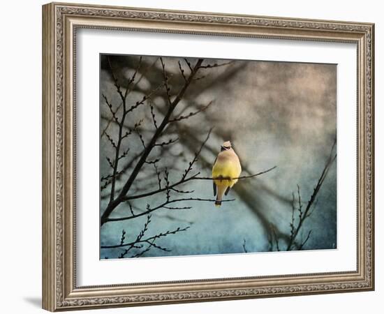 Waxwing at Winter Sunset-Jai Johnson-Framed Giclee Print