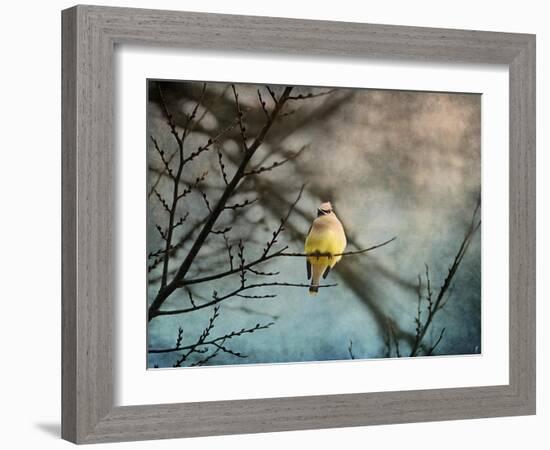 Waxwing at Winter Sunset-Jai Johnson-Framed Giclee Print