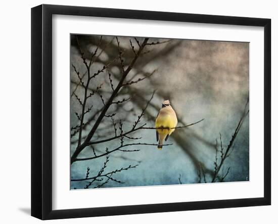 Waxwing at Winter Sunset-Jai Johnson-Framed Giclee Print