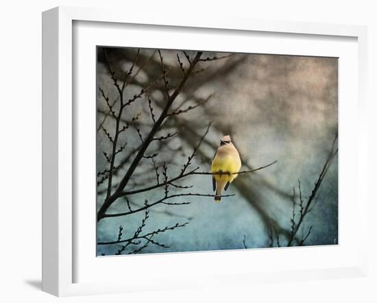 Waxwing at Winter Sunset-Jai Johnson-Framed Giclee Print