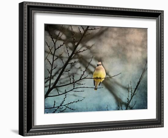 Waxwing at Winter Sunset-Jai Johnson-Framed Giclee Print