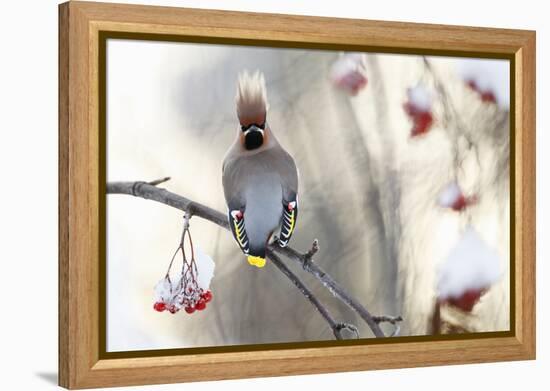 Waxwing (Bombycilla Garrulus) Perched on Snow Covered Rowan Branch (Sorbus Sp), Kuusamo, Finland-Markus Varesvuo-Framed Premier Image Canvas