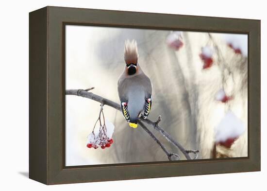 Waxwing (Bombycilla Garrulus) Perched on Snow Covered Rowan Branch (Sorbus Sp), Kuusamo, Finland-Markus Varesvuo-Framed Premier Image Canvas