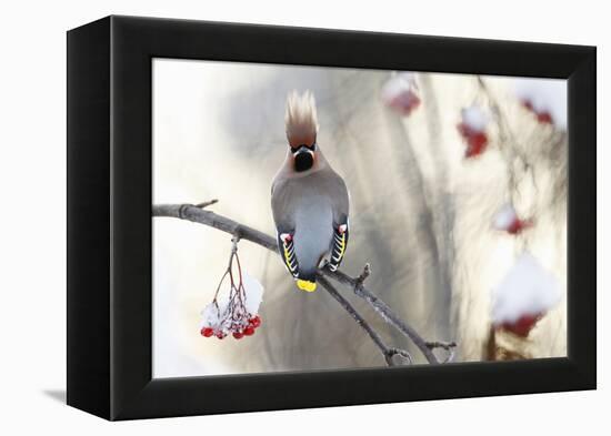 Waxwing (Bombycilla Garrulus) Perched on Snow Covered Rowan Branch (Sorbus Sp), Kuusamo, Finland-Markus Varesvuo-Framed Premier Image Canvas