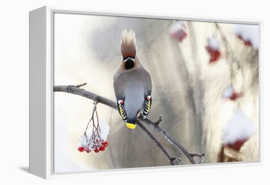 Waxwing (Bombycilla Garrulus) Perched on Snow Covered Rowan Branch (Sorbus Sp), Kuusamo, Finland-Markus Varesvuo-Framed Premier Image Canvas