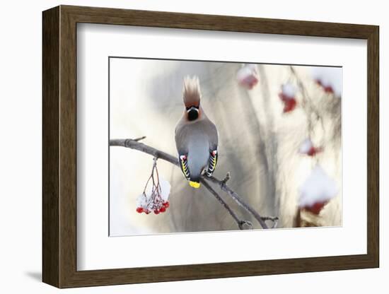 Waxwing (Bombycilla Garrulus) Perched on Snow Covered Rowan Branch (Sorbus Sp), Kuusamo, Finland-Markus Varesvuo-Framed Photographic Print