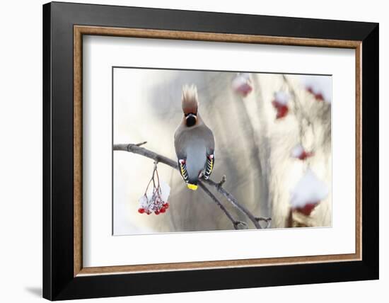 Waxwing (Bombycilla Garrulus) Perched on Snow Covered Rowan Branch (Sorbus Sp), Kuusamo, Finland-Markus Varesvuo-Framed Photographic Print