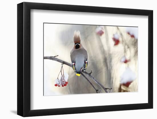 Waxwing (Bombycilla Garrulus) Perched on Snow Covered Rowan Branch (Sorbus Sp), Kuusamo, Finland-Markus Varesvuo-Framed Photographic Print