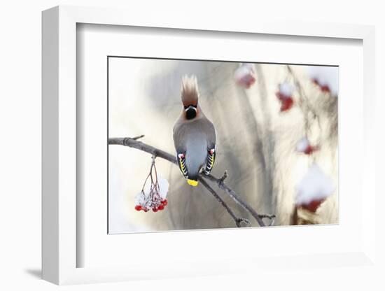 Waxwing (Bombycilla Garrulus) Perched on Snow Covered Rowan Branch (Sorbus Sp), Kuusamo, Finland-Markus Varesvuo-Framed Photographic Print