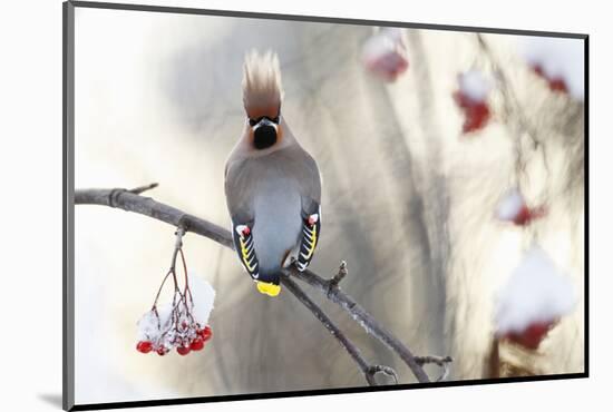 Waxwing (Bombycilla Garrulus) Perched on Snow Covered Rowan Branch (Sorbus Sp), Kuusamo, Finland-Markus Varesvuo-Mounted Photographic Print