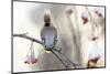 Waxwing (Bombycilla Garrulus) Perched on Snow Covered Rowan Branch (Sorbus Sp), Kuusamo, Finland-Markus Varesvuo-Mounted Photographic Print