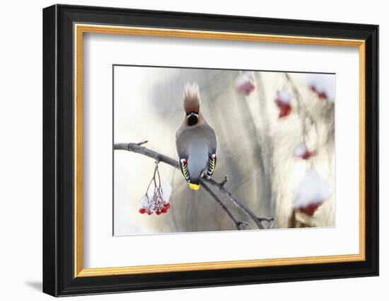 Waxwing (Bombycilla Garrulus) Perched on Snow Covered Rowan Branch (Sorbus Sp), Kuusamo, Finland-Markus Varesvuo-Framed Photographic Print