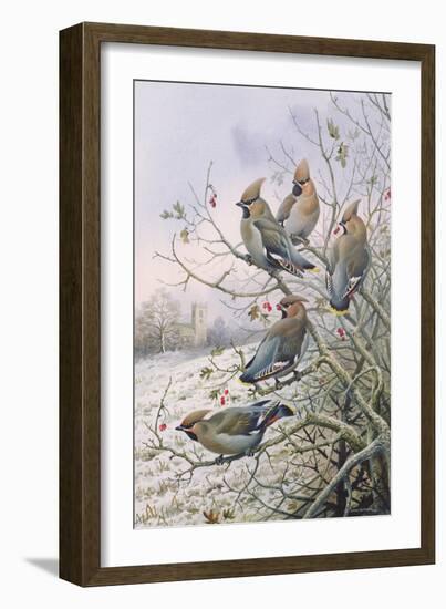 Waxwings-Carl Donner-Framed Giclee Print