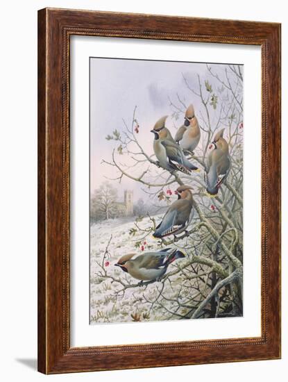 Waxwings-Carl Donner-Framed Giclee Print