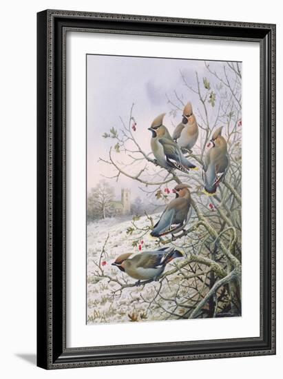 Waxwings-Carl Donner-Framed Giclee Print