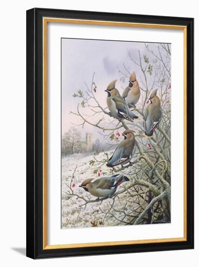 Waxwings-Carl Donner-Framed Giclee Print