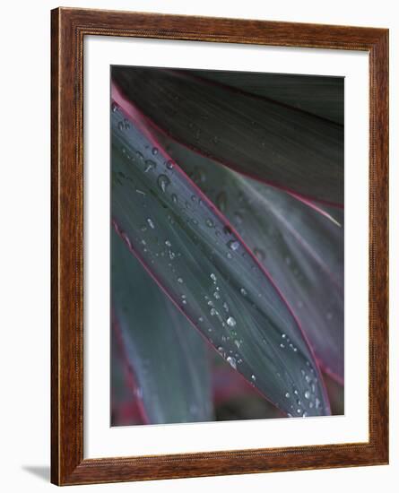 Waxy Leaves Shed Raindrops After Tropical Rainstorm, Dominical, Costa Rica-Cindy Miller Hopkins-Framed Photographic Print