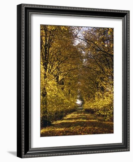 Way, Avenue, Lime-Trees, Autumn-Thonig-Framed Photographic Print