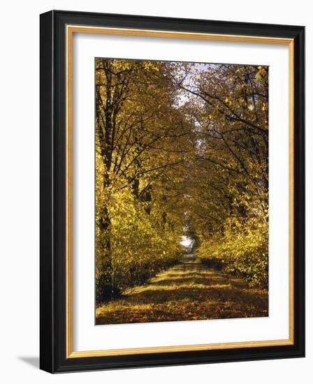 Way, Avenue, Lime-Trees, Autumn-Thonig-Framed Photographic Print