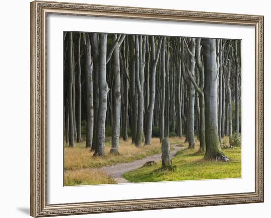 Way Through the Ghost's Wood, Nienhagen (Municipality), Mecklenburg-Western Pomerania, Germany-Rainer Mirau-Framed Photographic Print