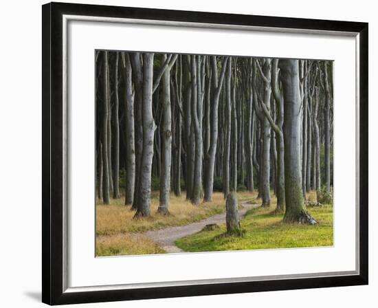 Way Through the Ghost's Wood, Nienhagen (Municipality), Mecklenburg-Western Pomerania, Germany-Rainer Mirau-Framed Photographic Print