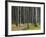 Way Through the Ghost's Wood, Nienhagen (Municipality), Mecklenburg-Western Pomerania, Germany-Rainer Mirau-Framed Photographic Print