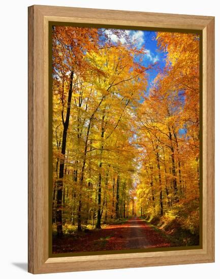 Way to Fall-Philippe Sainte-Laudy-Framed Premier Image Canvas