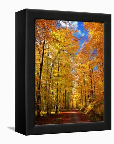 Way to Fall-Philippe Sainte-Laudy-Framed Premier Image Canvas