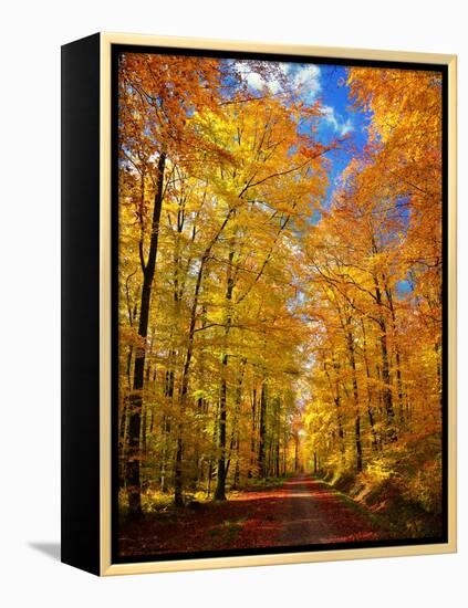 Way to Fall-Philippe Sainte-Laudy-Framed Premier Image Canvas