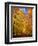 Way to Fall-Philippe Sainte-Laudy-Framed Photographic Print