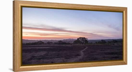 way to the arbor vitae on large field, lonely, alone, Nigeria, Africa, evening mood, sky, sundown-Peter Kreil-Framed Premier Image Canvas