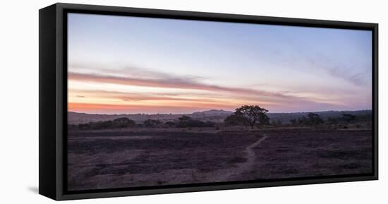 way to the arbor vitae on large field, lonely, alone, Nigeria, Africa, evening mood, sky, sundown-Peter Kreil-Framed Premier Image Canvas
