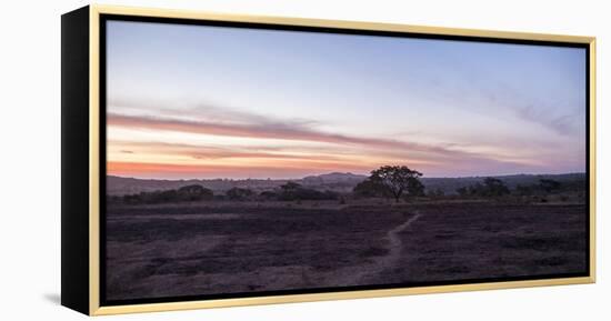 way to the arbor vitae on large field, lonely, alone, Nigeria, Africa, evening mood, sky, sundown-Peter Kreil-Framed Premier Image Canvas