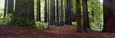 Redwoods 2-Wayne Bradbury-Photographic Print