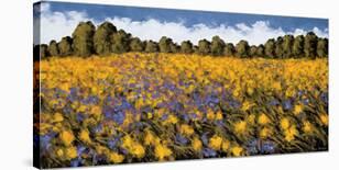 Fields of Gold-Wayne Leidenfrost-Stretched Canvas