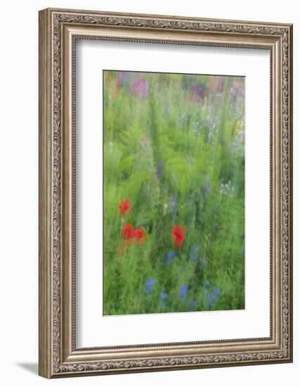 Wayne, Pennsylvania. Summer Flowers Abstract in Chanticleer Garden-Jay O'brien-Framed Photographic Print