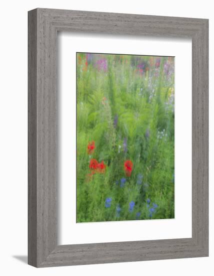 Wayne, Pennsylvania. Summer Flowers Abstract in Chanticleer Garden-Jay O'brien-Framed Photographic Print