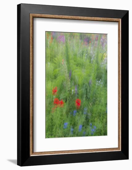 Wayne, Pennsylvania. Summer Flowers Abstract in Chanticleer Garden-Jay O'brien-Framed Photographic Print