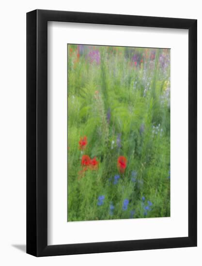 Wayne, Pennsylvania. Summer Flowers Abstract in Chanticleer Garden-Jay O'brien-Framed Photographic Print