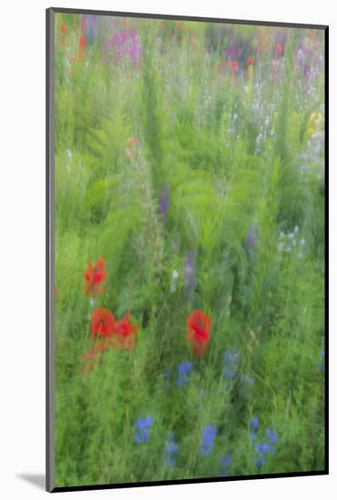 Wayne, Pennsylvania. Summer Flowers Abstract in Chanticleer Garden-Jay O'brien-Mounted Photographic Print