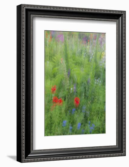 Wayne, Pennsylvania. Summer Flowers Abstract in Chanticleer Garden-Jay O'brien-Framed Photographic Print