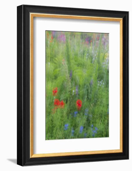 Wayne, Pennsylvania. Summer Flowers Abstract in Chanticleer Garden-Jay O'brien-Framed Photographic Print