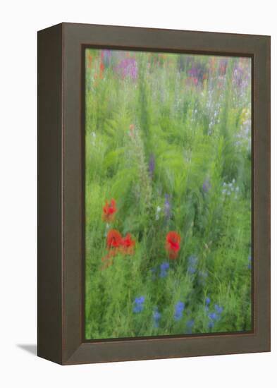 Wayne, Pennsylvania. Summer Flowers Abstract in Chanticleer Garden-Jay O'brien-Framed Premier Image Canvas