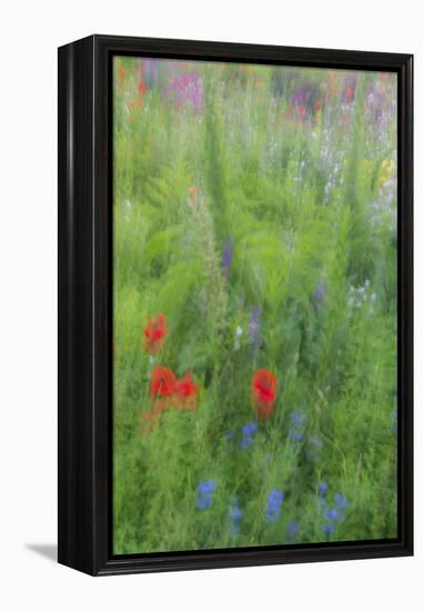 Wayne, Pennsylvania. Summer Flowers Abstract in Chanticleer Garden-Jay O'brien-Framed Premier Image Canvas