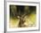 WDH9019-Rien Poortvliet-Framed Giclee Print